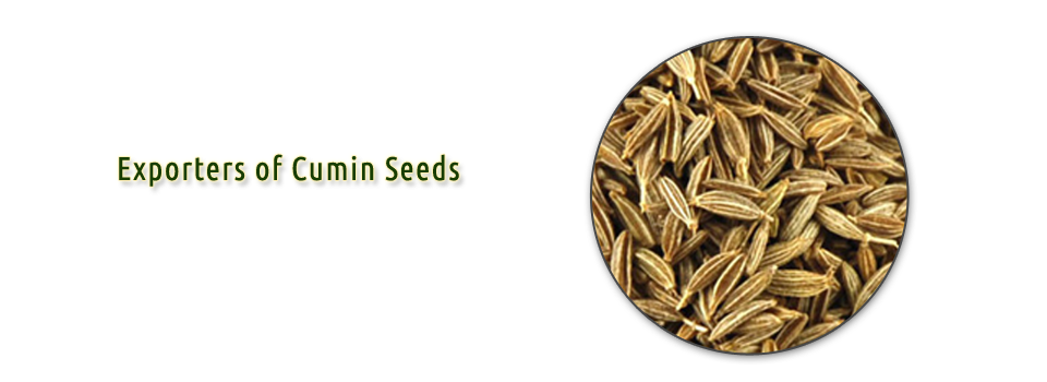 Cumin seeds in India