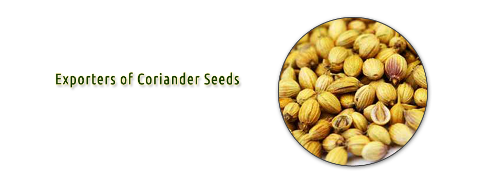 Coriander seeds exporters