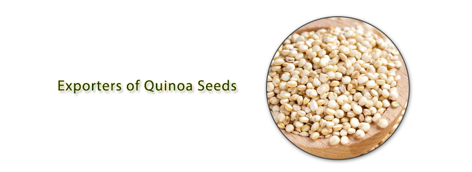Quinoa Seeds