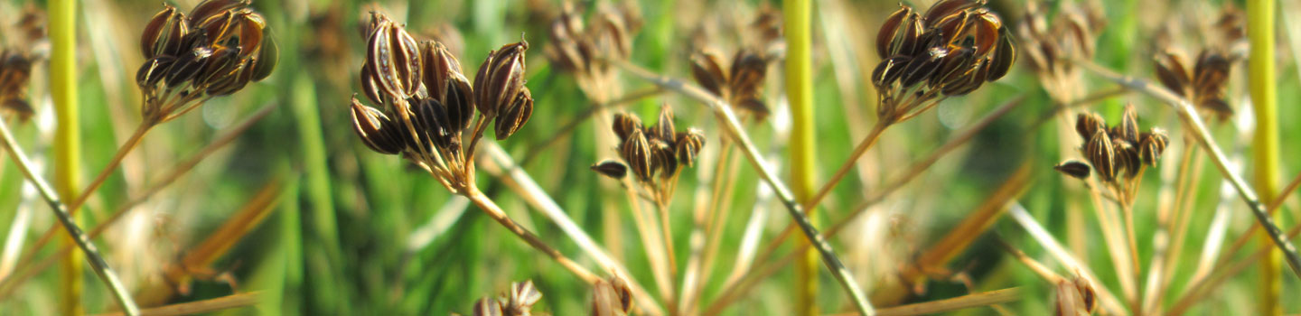 Fresh Coriander Seeds