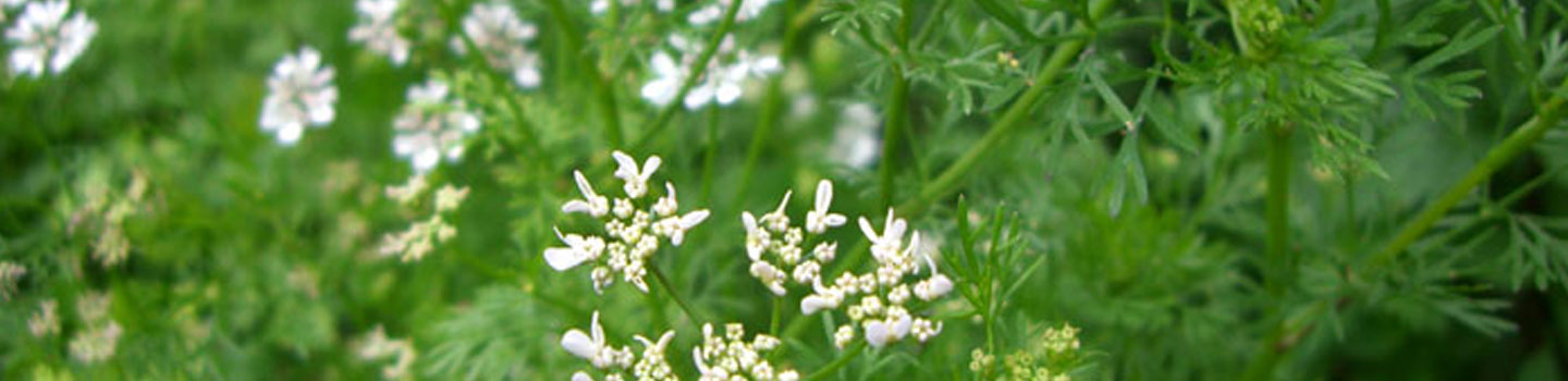 coriander seeds benefits