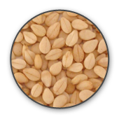 Sesame seeds in india